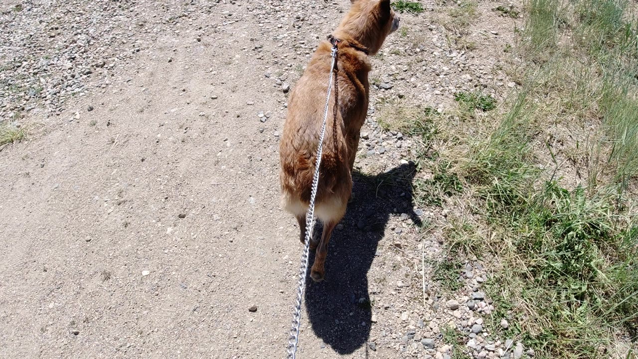 The leashed brown dog continues ahead on the pale trail, with low green grass along the right edge and no visible people in the Winter Park, Colorado frame.