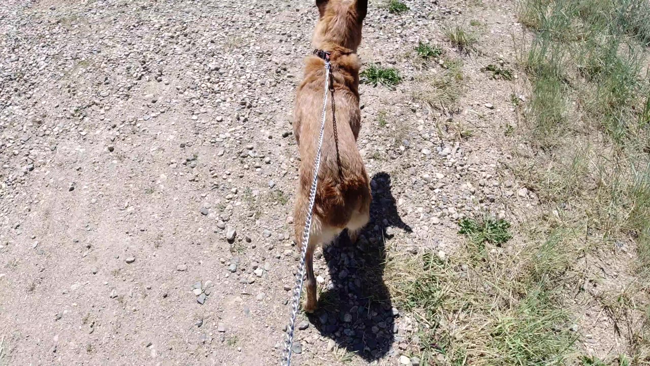A rear view of the brown dog shows it farther along the rocky dirt path, with the leash trailing toward the camera and no visible people.