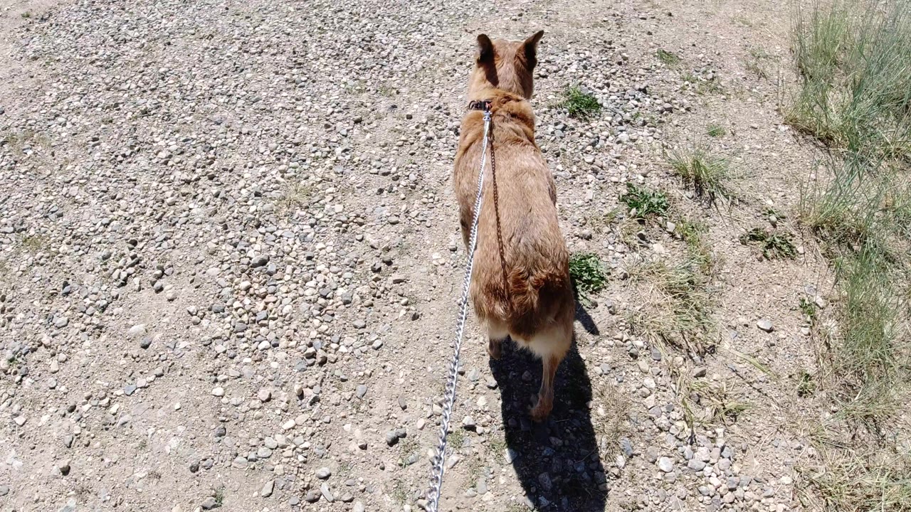 The brown dog walks slightly left of center on a sunlit gravel trail in Winter Park, Colorado, with dry dirt, scattered stones, sparse grass, and no visible people.