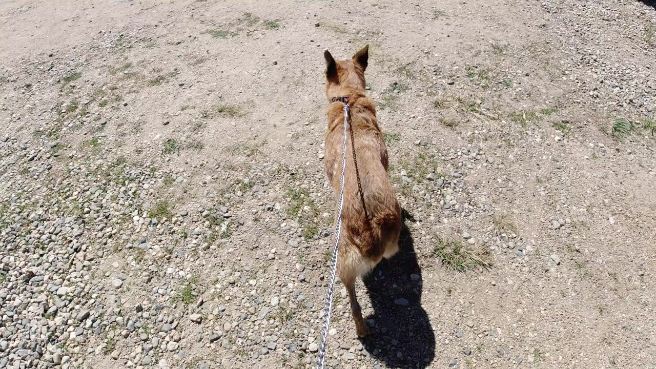 Tan dog on a leash walking across sandy ground.