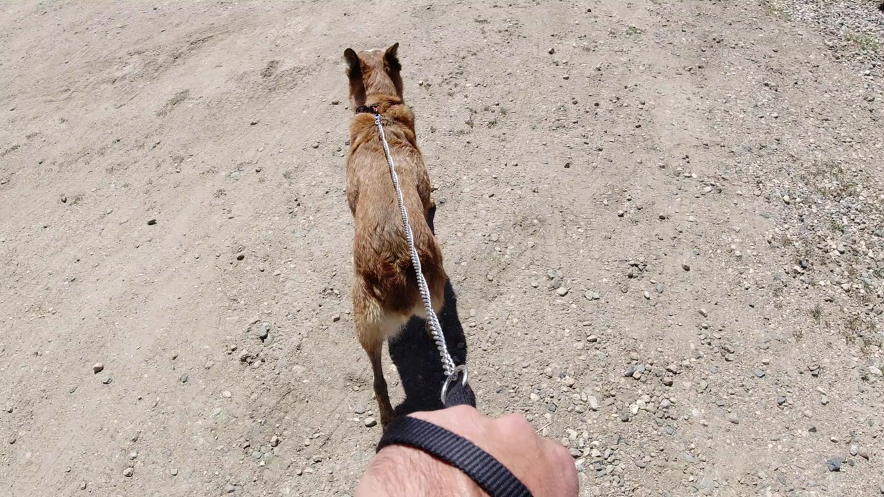 Brown dog on a leash walking over pale gravel ground.