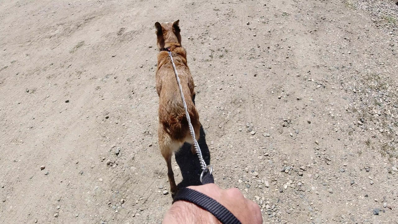 The dog continues forward near the center of frame on the rope leash, with pale dirt and scattered stones filling the Winter Park, Colorado ground and no visible faces.