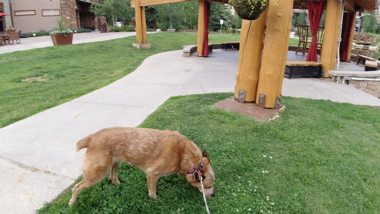 A brown dog on a leash sniffs a grassy area beside concrete paths and wooden posts in Winter Park, Colorado, with no visible people.