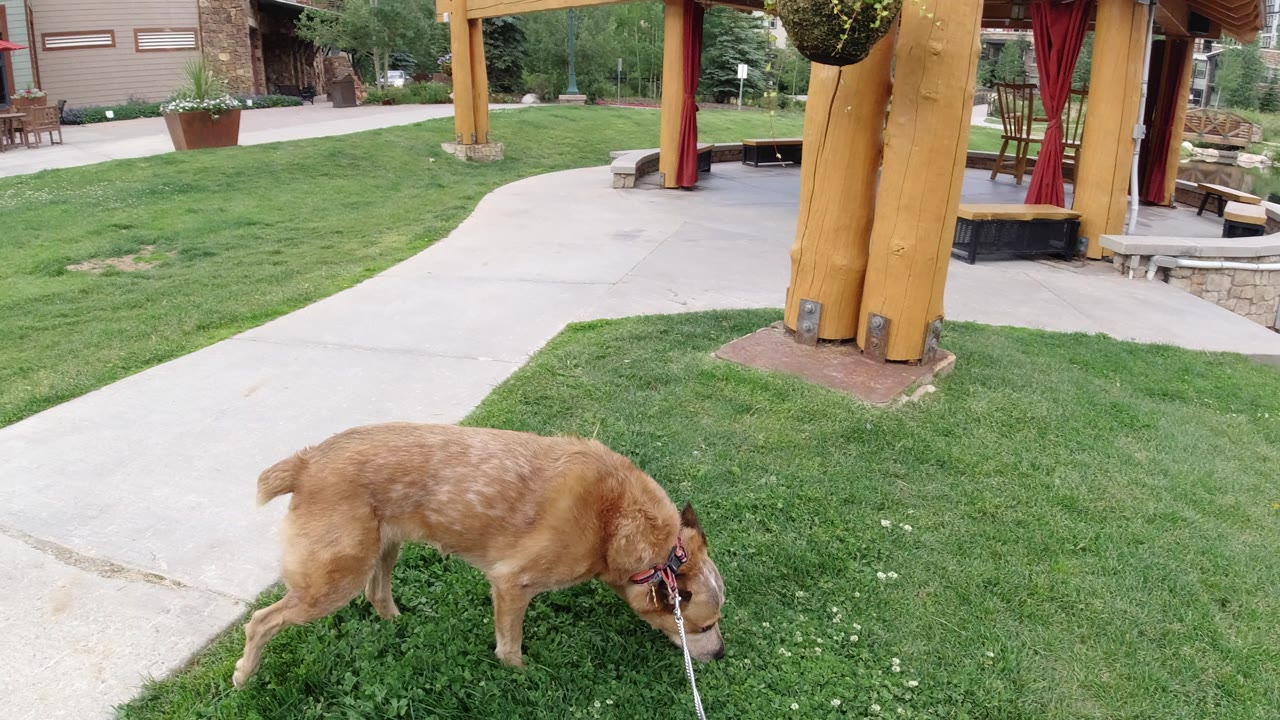 The leashed brown dog remains low to the grass near intersecting concrete paths in Winter Park, Colorado, with no visible people.