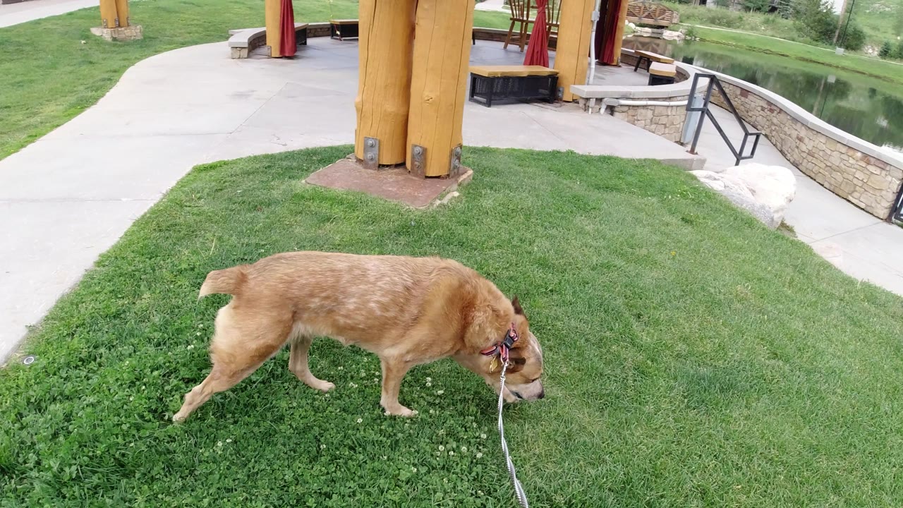 Brown dog walking on grass with a leash stretched toward the camera.