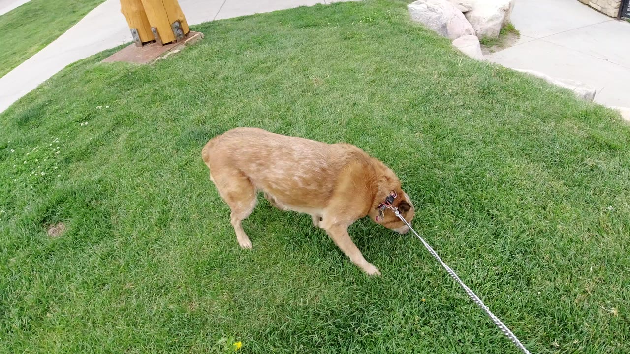 Tan dog on a leash sniffing green grass.
