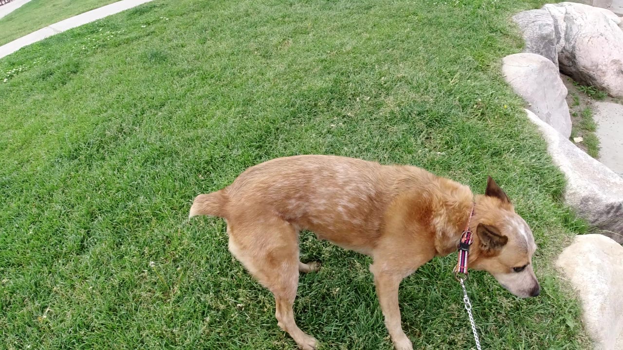Tan dog standing in grass and looking right.