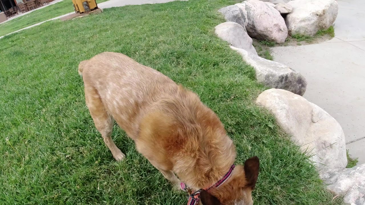 Tan dog in Winter Park, Colorado lowers its head into a green lawn beside pale landscaping rocks and a concrete path, with no visible faces.