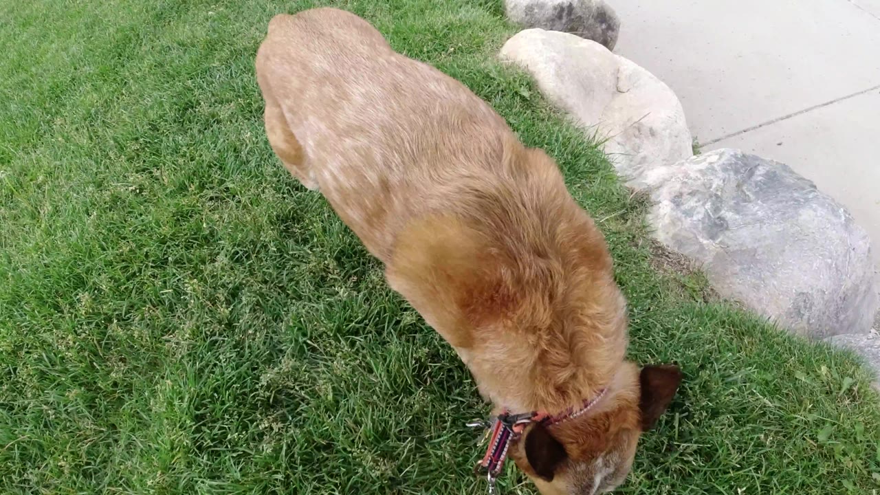 Dog viewed from above while sniffing dense grass.