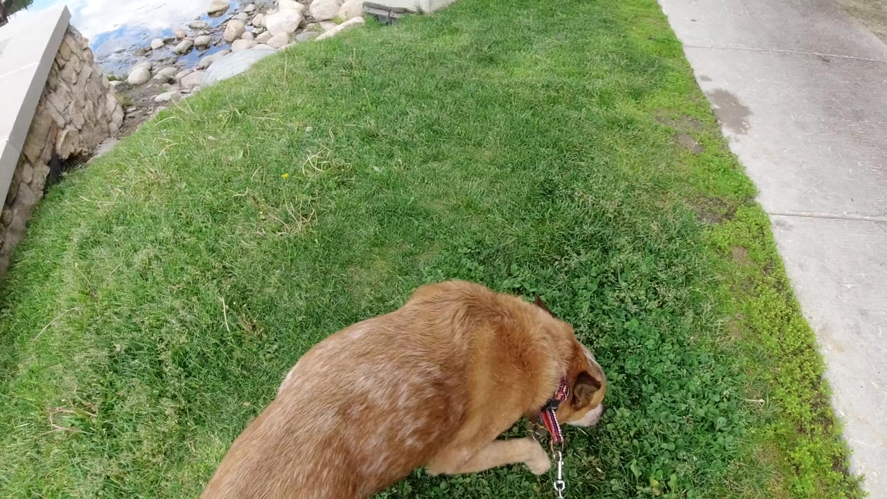 A brown dog on a leash lowers its head into green grass beside a concrete sidewalk in Winter Park, Colorado, with no visible people.