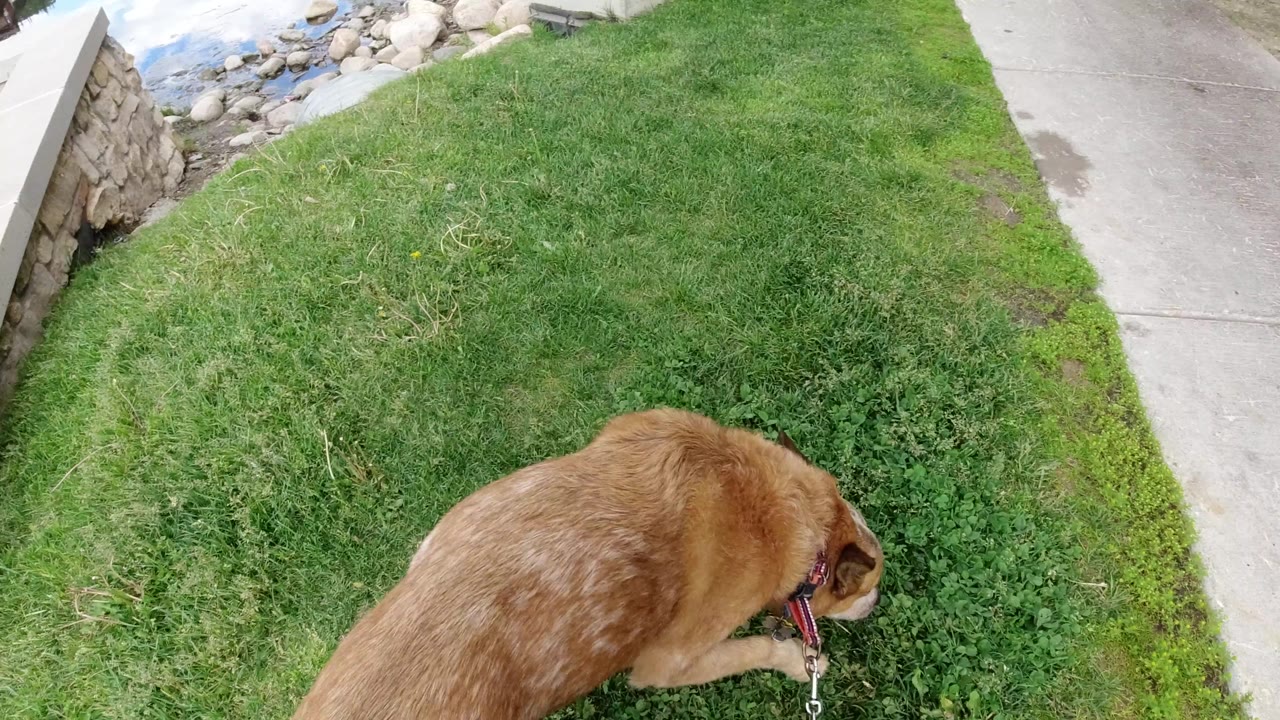 The leashed brown dog keeps its head down in a clover-like patch of grass near the sidewalk in Winter Park, Colorado, with no visible people.