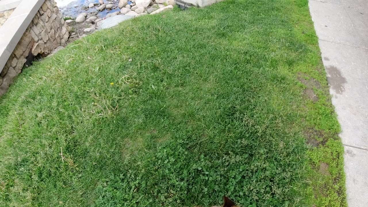 Grass and sidewalk with the dog mostly out of frame.