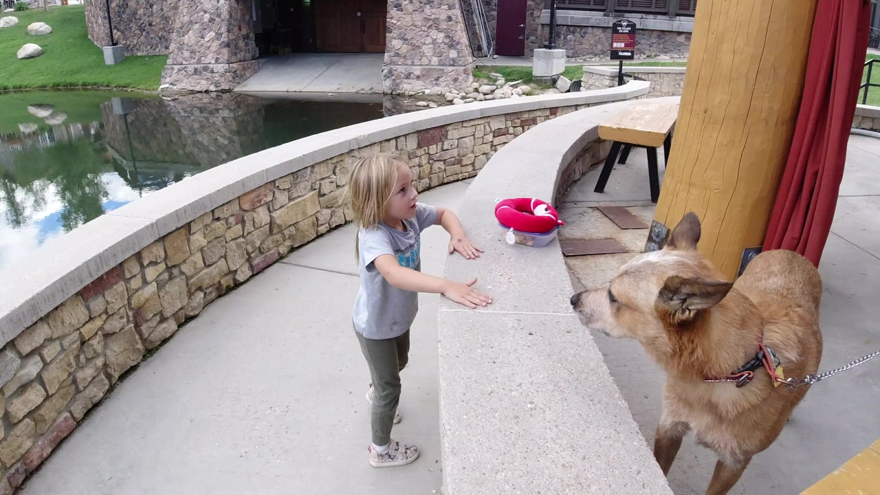 Young girl reaches toward a leashed tan dog beside a curved stone wall and pond.