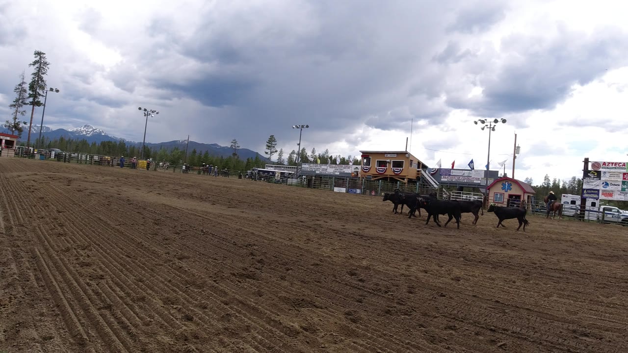 Bulls crossing a dirt arena under cloudy skies