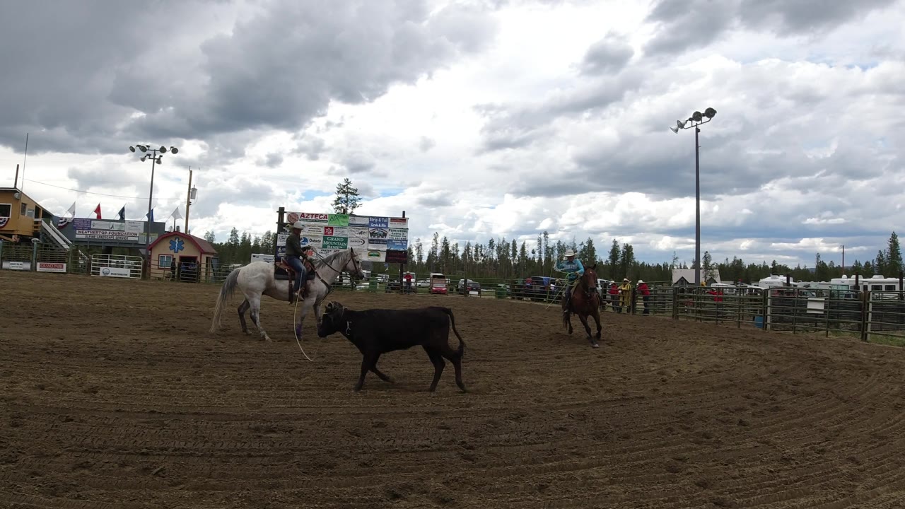 Rider on a white horse moves near a black calf in a fenced arena.