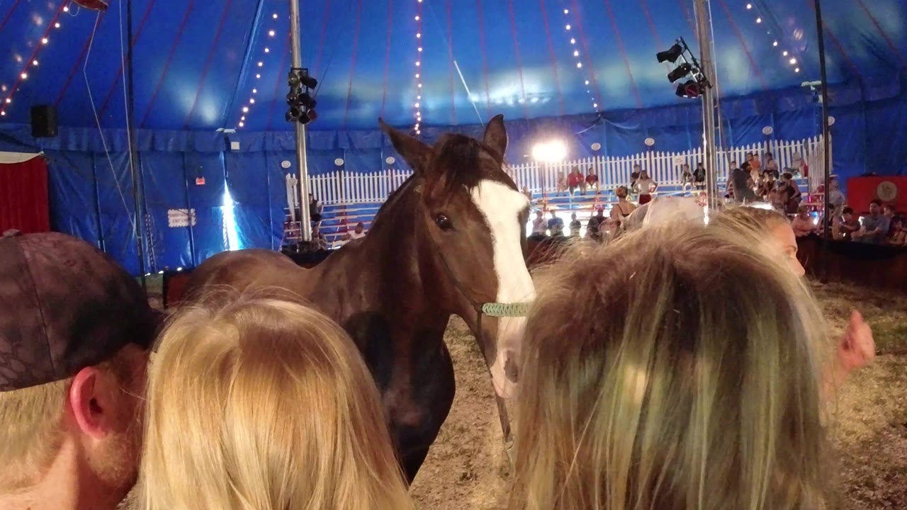 A brown horse with a white blaze faces the camera inside a blue circus tent in Broomfield, Colorado, with blonde heads in the foreground and arena seating behind it.