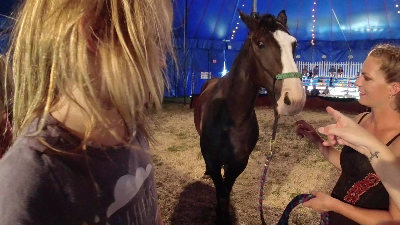 Blonde child faces a brown horse and woman inside a blue tent.