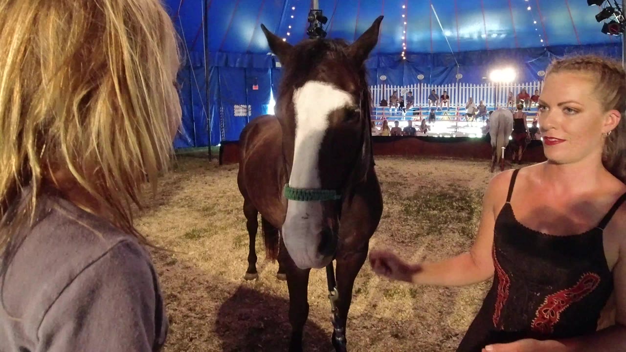 In Broomfield, Colorado, a brown horse with a white face stands centered under a blue tent while blonde women stand close to the camera at both sides.