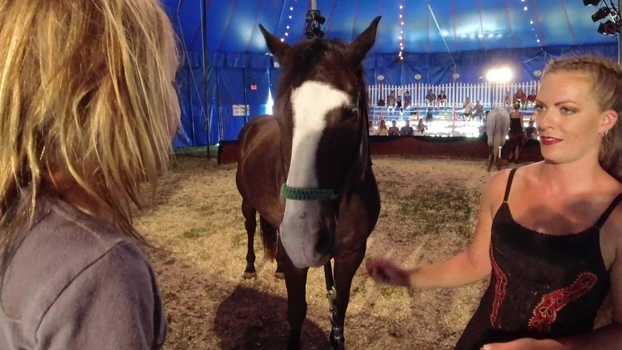 A blonde woman in a black top gestures beside the centered horse as a young girl appears in the foreground edge inside the Broomfield, Colorado tent.