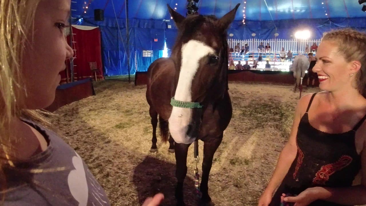 Blonde child faces a brown and white horse beside a smiling woman in a blue event tent.