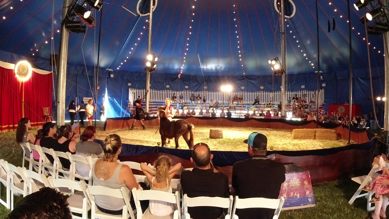 Circus performer and horse in a tent ring before seated spectators.