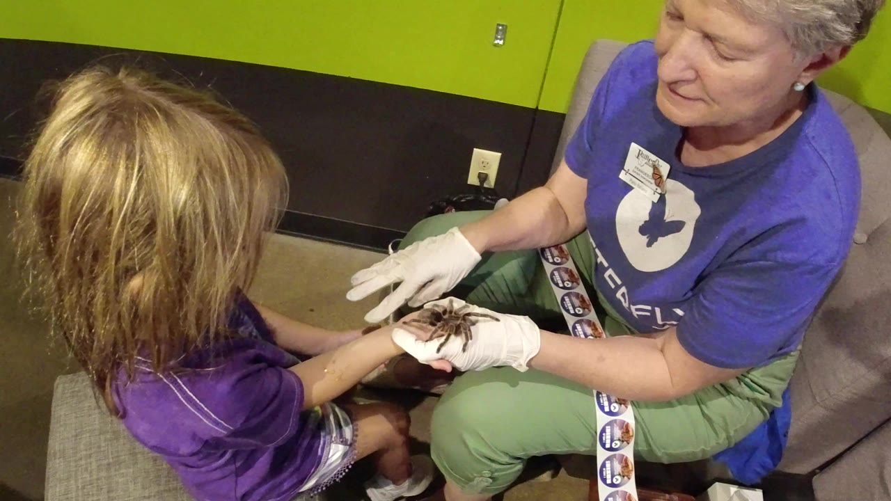 Young girl watches a gloved adult hold a spider near her hands.