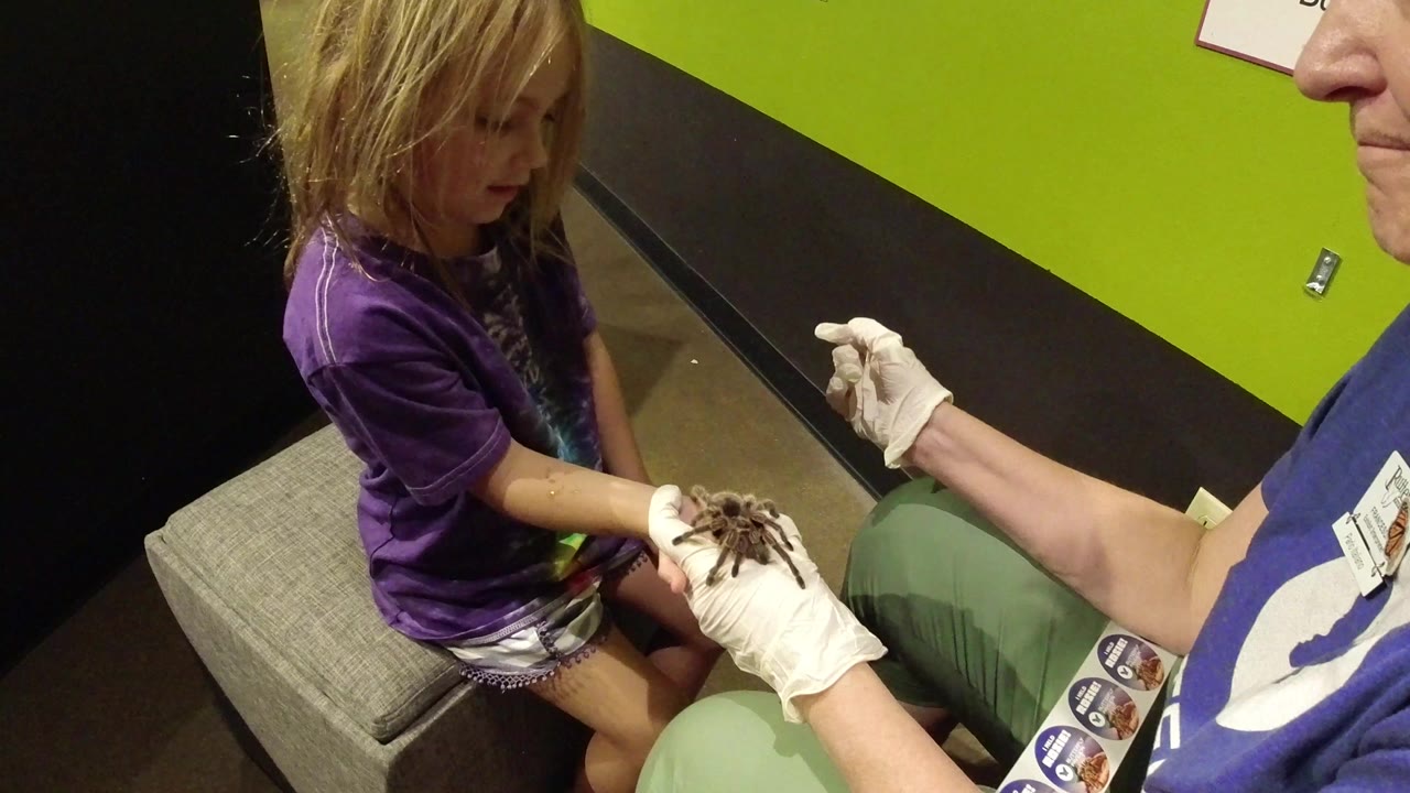 Blonde girl watches a gloved adult hold a spider near her hands.