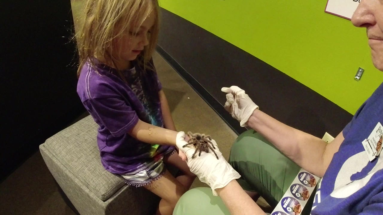 At 0:01 in Broomfield, Colorado, the seated girl looks down toward the spider as the adult's white-gloved hands hold it in front of her.