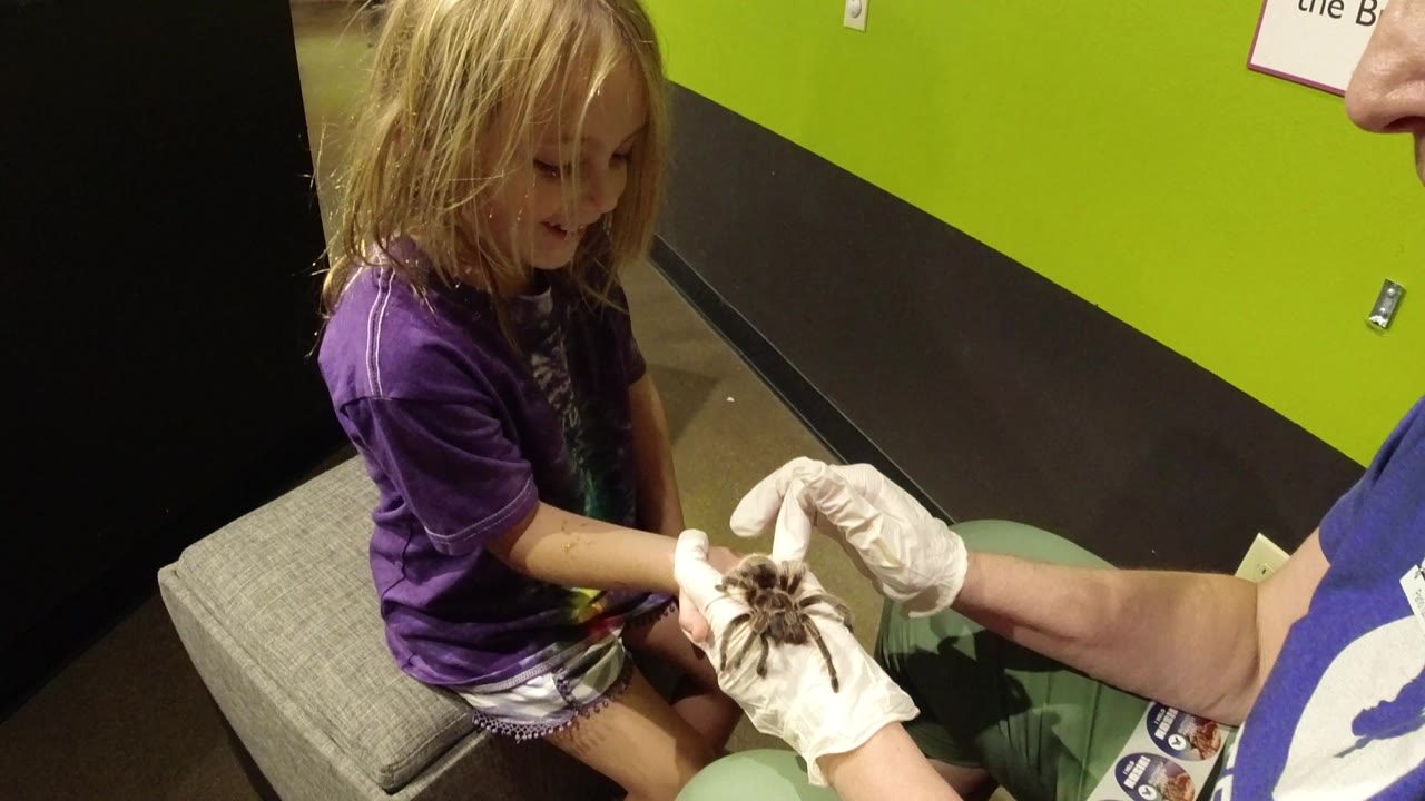 Young girl watches a spider held in gloved hands.