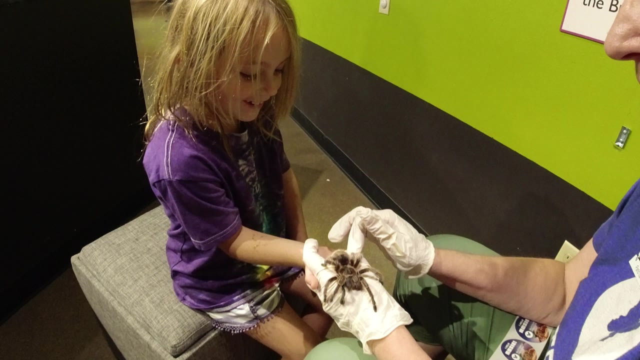 In Broomfield, Colorado, the seated girl keeps her hands near her lap while an adult holds the large spider close to her on white gloves.