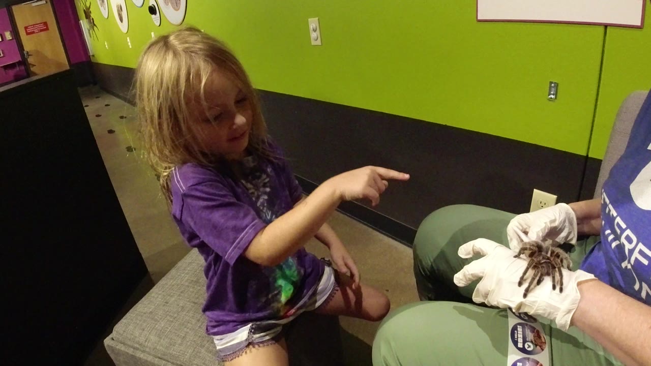 One second in, the child remains seated and points at the spider as the gloved adult presents it at lap height in the indoor Broomfield, Colorado setting.