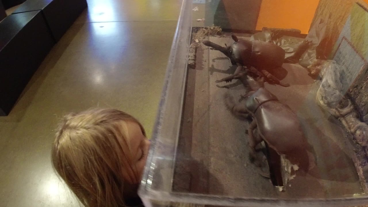 A young blonde child looks into a clear glass display case in Broomfield, Colorado, where two dark robot beetles sit on a dirt-like exhibit surface.