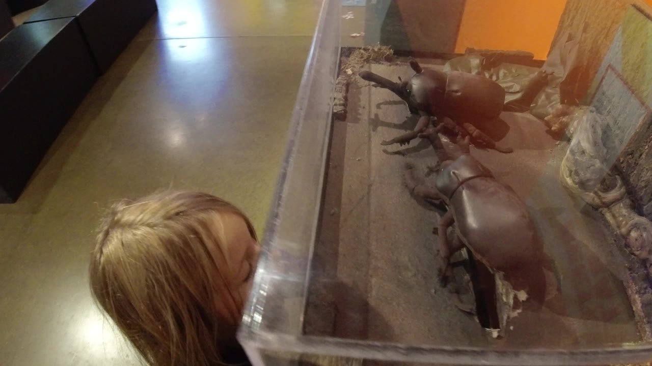 The child remains beside the clear enclosure as the two beetle-like robots appear on the exhibit floor near bark and artificial habitat details in Broomfield, Colorado.