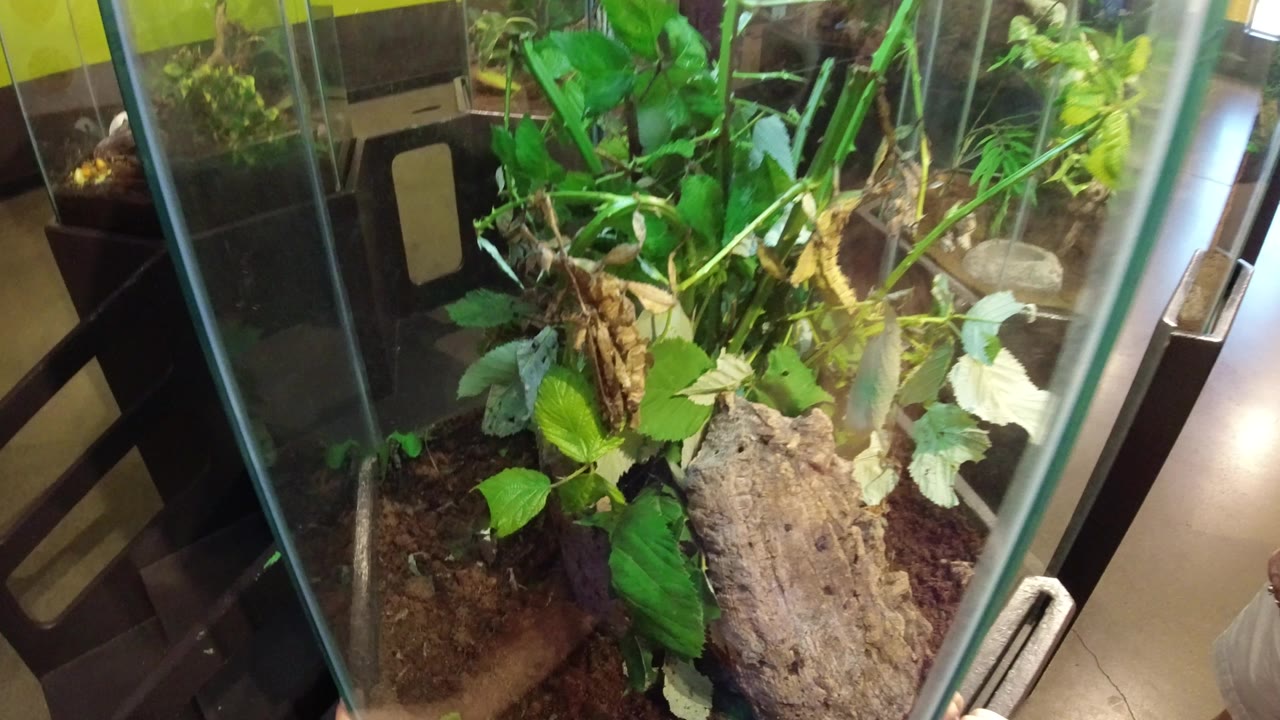 A glass tank in Broomfield, Colorado holds leafy plants, bark, soil, and a brown praying mantis partly obscured among stems, with no visible people in this frame.