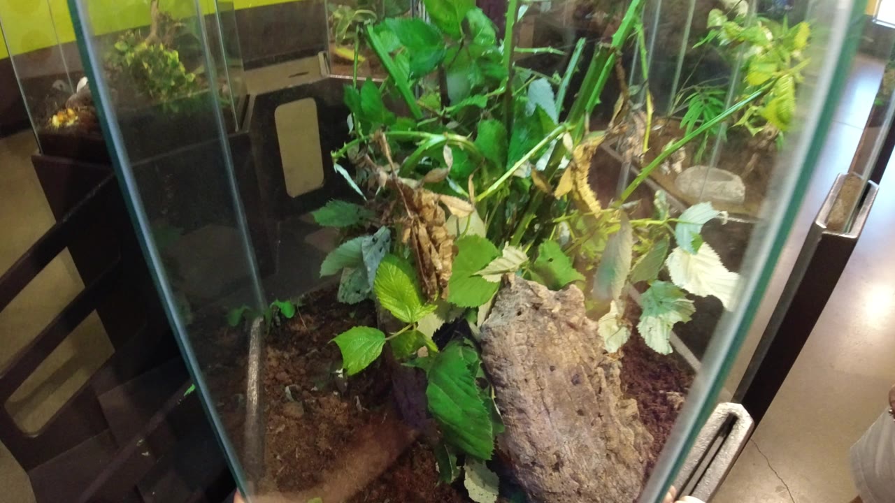 The camera looks down into the Broomfield glass display where a brown praying mantis blends into vertical stems above soil, bark, and green leaves, with no visible people.