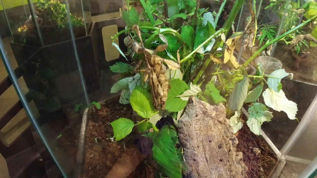 Planted insect tank with mantis near the center