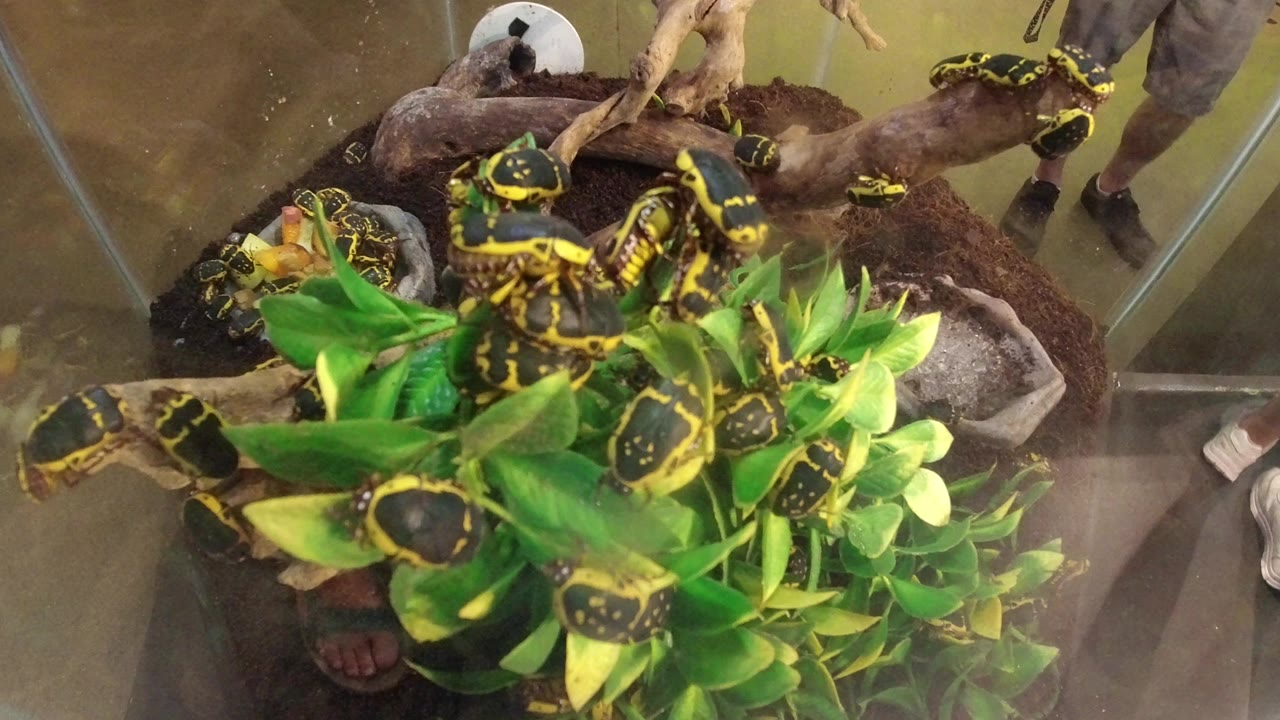Yellow and black beetles on green plants inside a terrarium.
