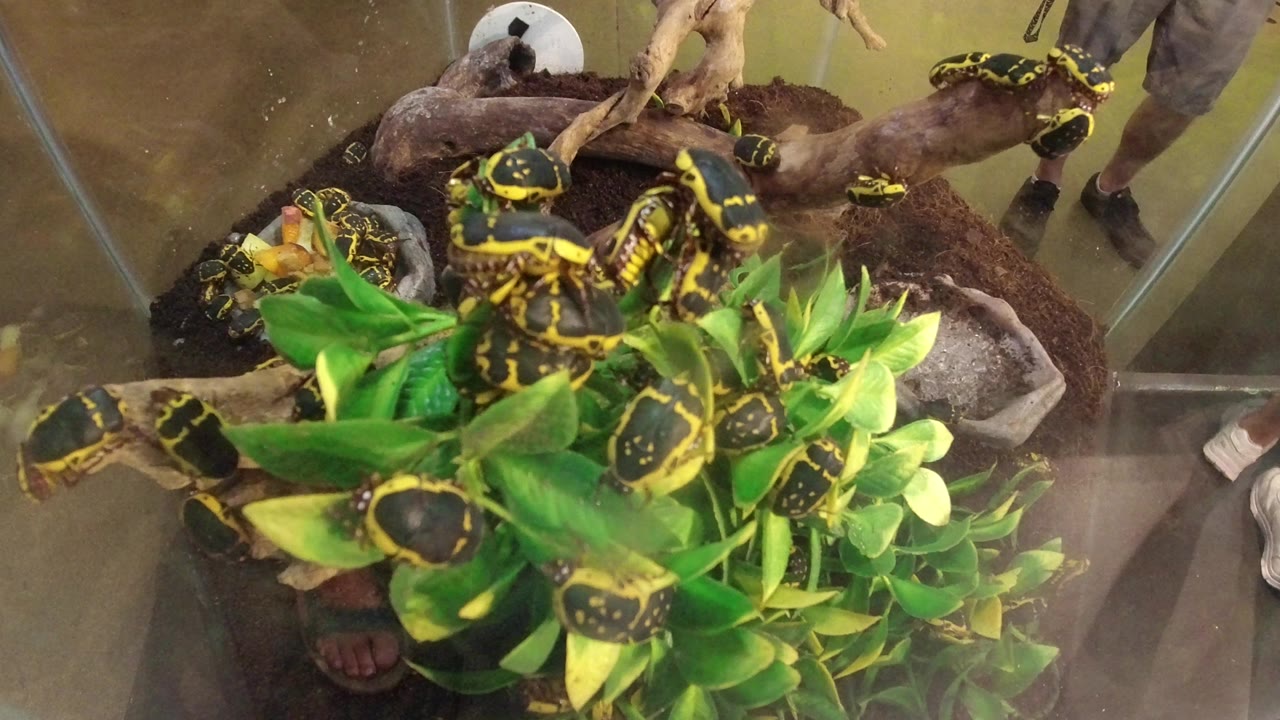 Yellow and black beetles remain spread across the green plant cluster and wood pieces inside the Broomfield terrarium, with the glass walls and a partial shoe near the edge.