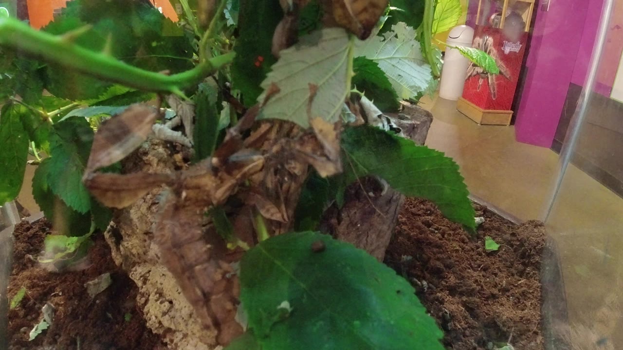 Close-up view inside a Broomfield, Colorado terrarium with green leaves, brown soil, bark, and glass edges, with no visible people in this frame.