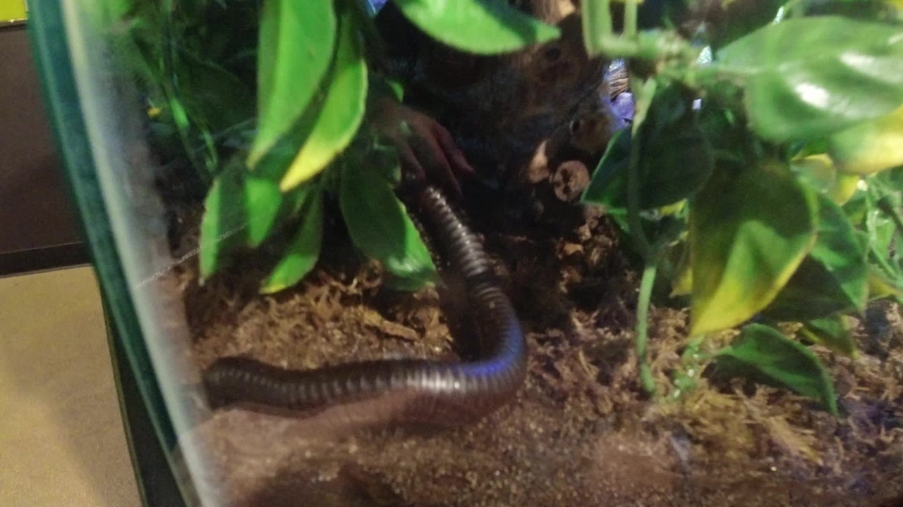 Dark segmented worm curves along soil inside a glass box with green leaves in Broomfield, Colorado, with no visible people.