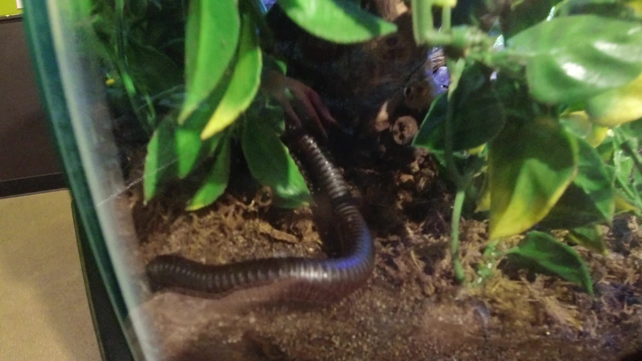 The worm remains near the lower edge of the glass habitat while broad green leaves hang over soil and moss in Broomfield, Colorado, with no visible people.