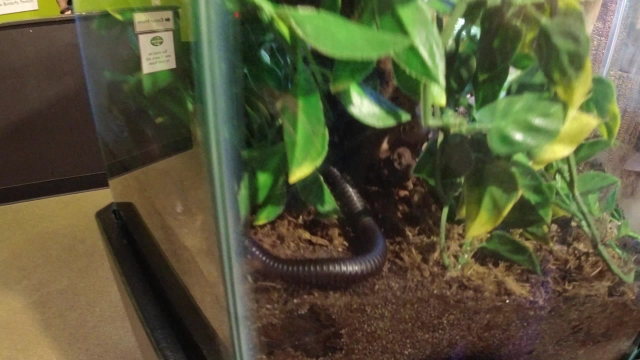 Glass enclosure with worm, soil, and leafy plants.