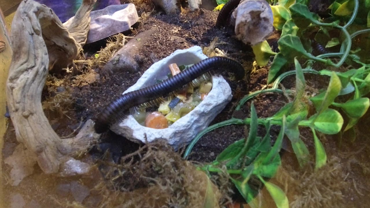 At 0:00, a dark segmented worm lies across a white dish in a Broomfield, Colorado glass habitat with soil, driftwood, rocks, moss, and green plants around it, with no visible people.