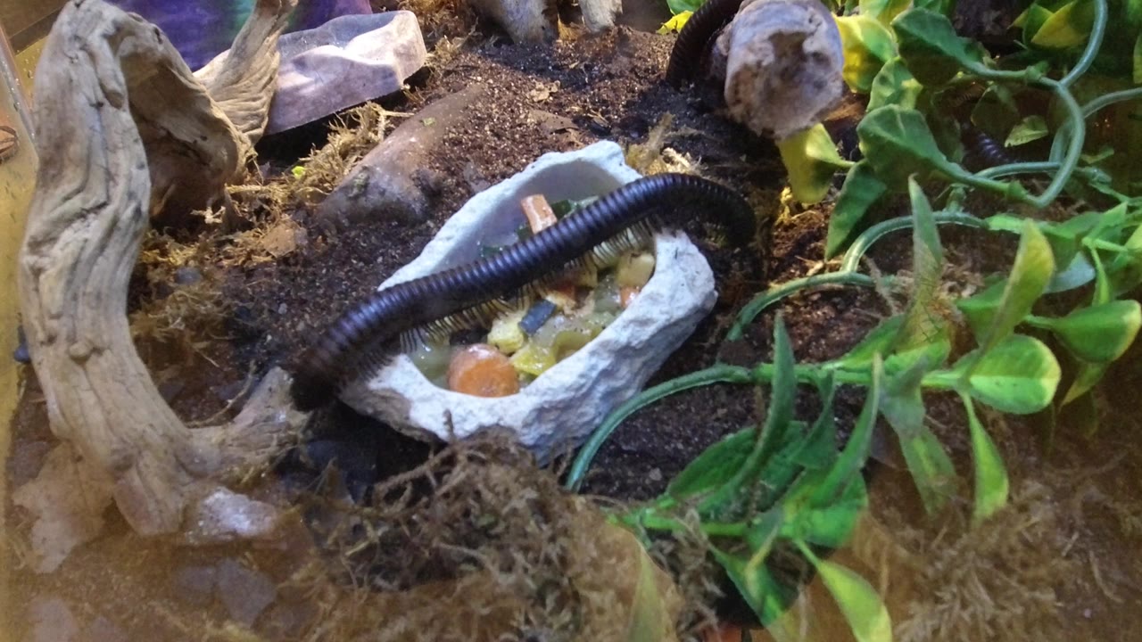At 0:01, the worm remains stretched across the dish while the surrounding Broomfield, Colorado habitat shows dark soil, a curved piece of driftwood, pale rocks, and green artificial foliage, with no visible people.