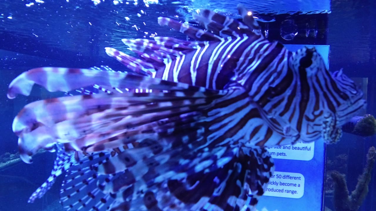 Striped lionfish close to the glass in blue aquarium water.