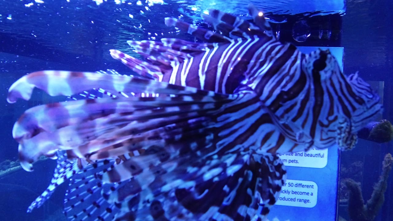 The lionfish remains close to camera in Broomfield, Colorado, with translucent fin rays crossing the foreground, blue water reflections above, and no visible people.