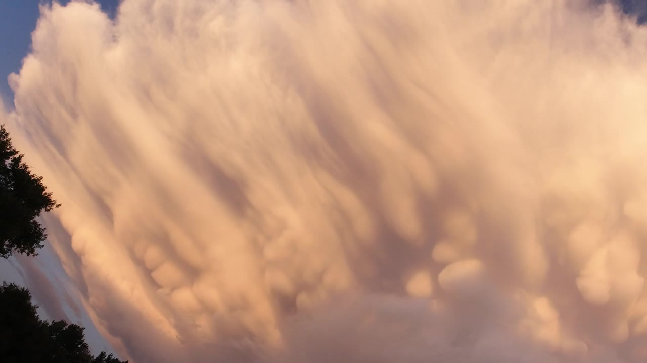 Large warm cloud over dark tree edges and blue sky.
