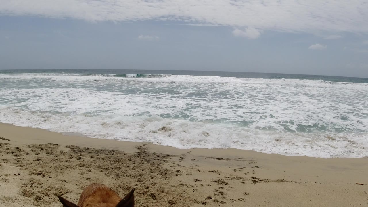 A wide Los Cabos beach frame shows rough white surf under a hazy blue sky, with the top of a brown dog's head and ears entering from the bottom edge and no visible people.