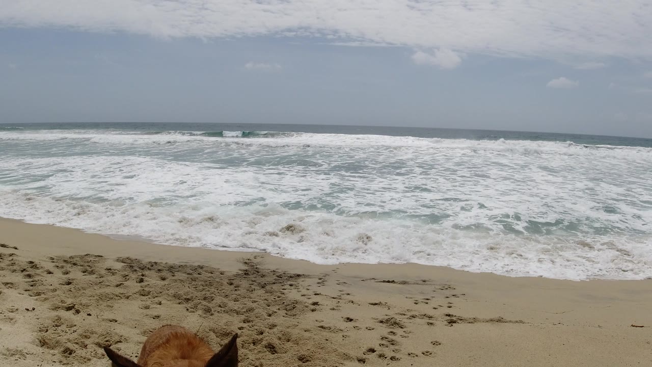The brown dog remains low in the foreground of a Los Cabos shoreline view, facing foamy waves that fill most of the frame beneath a pale sky, with no visible people.