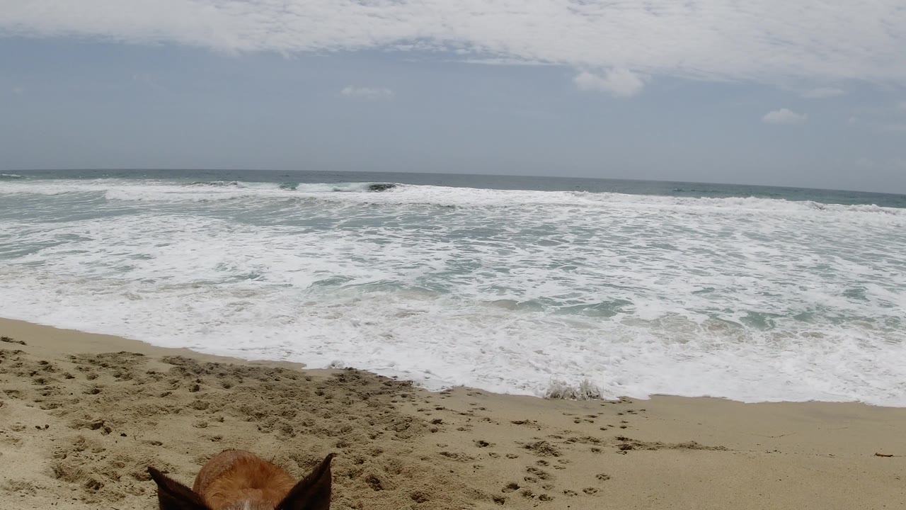 Dog ears near the bottom edge with white waves breaking across the beach.